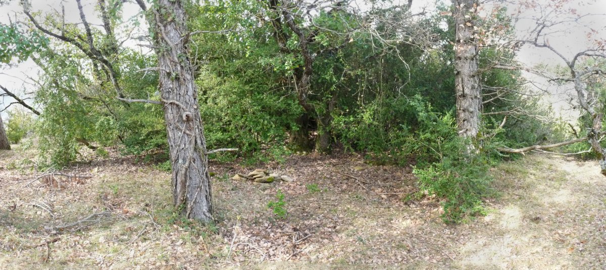 Salbatoreko gailur oihantsua