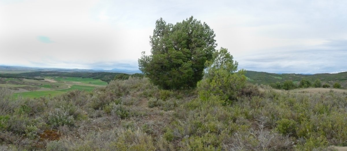 Punputiaingo gailurra