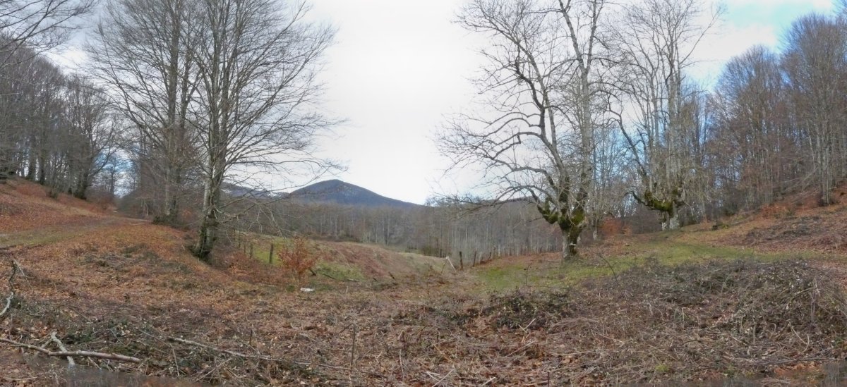 Basaburuko pagadi ederrak