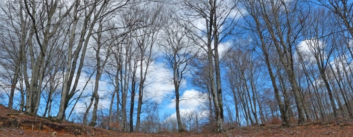 San Fermingo gainaldea