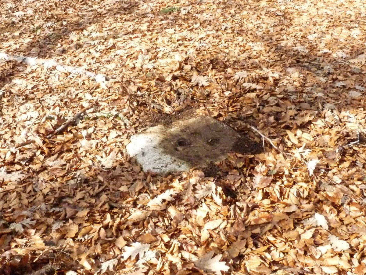 Laugarren mailako seinale geodesikoa galurrean