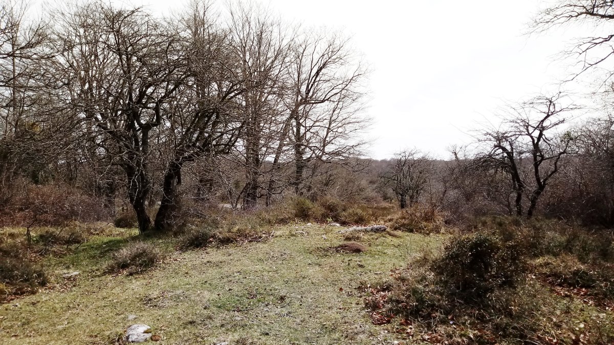 Lejazar Gaina trikuharria 3