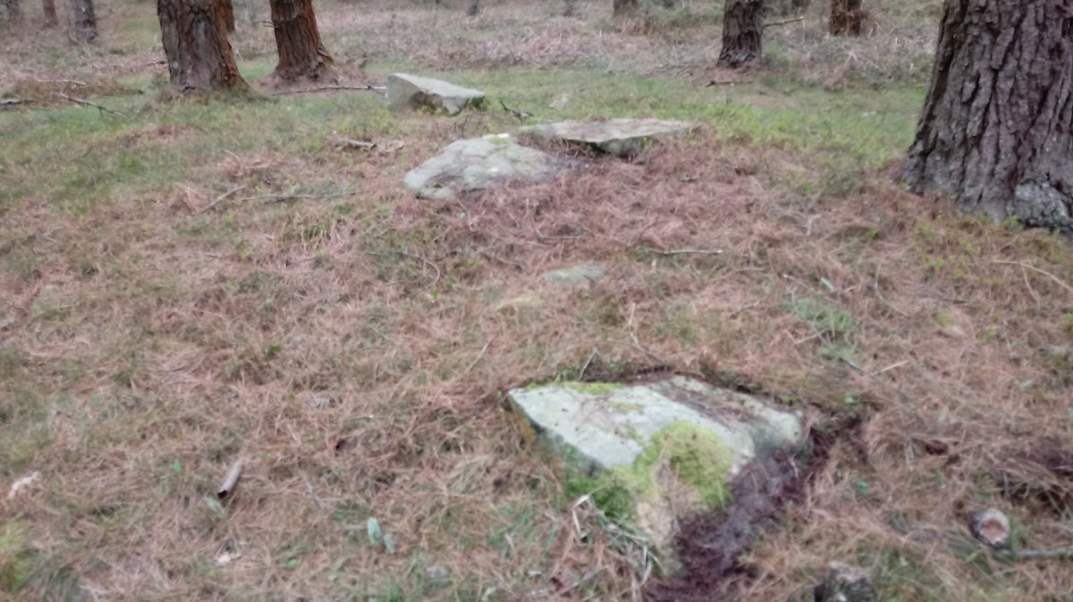 Ama Birjiñen Baso trikuharria 5