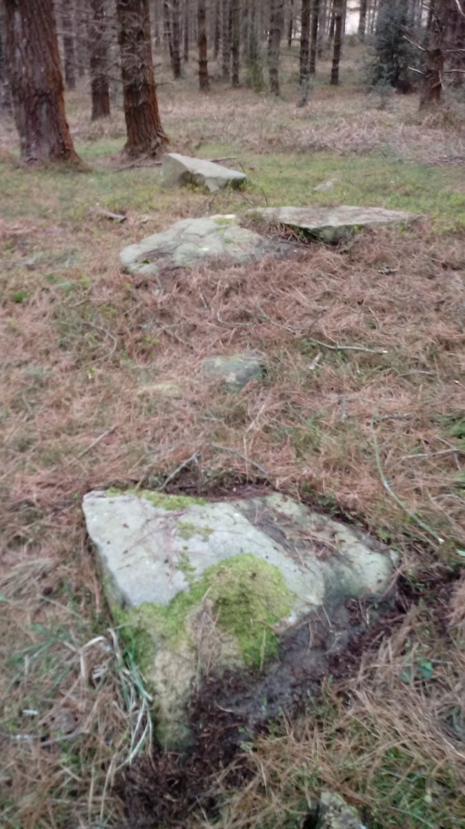 Ama Birjiñen Baso trikuharria 4