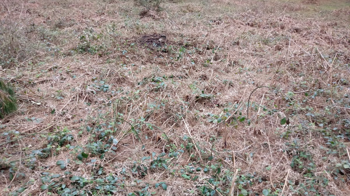 Ama Birjiñen Baso tumuloa 2