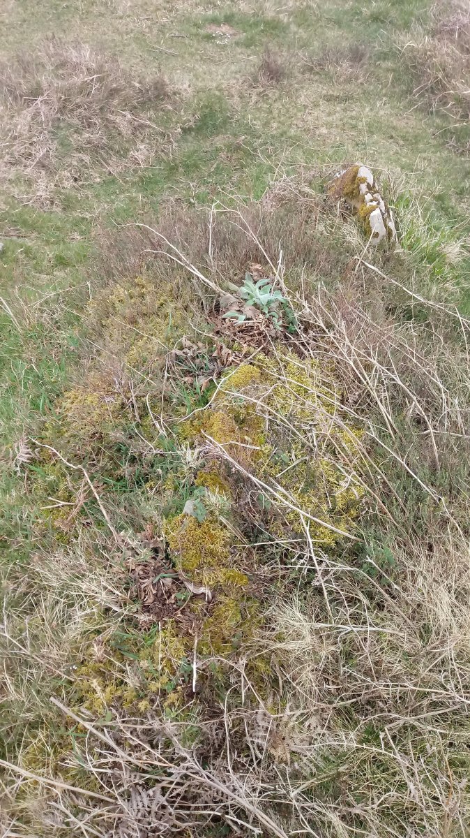 Zengoititagane trikuharria 3