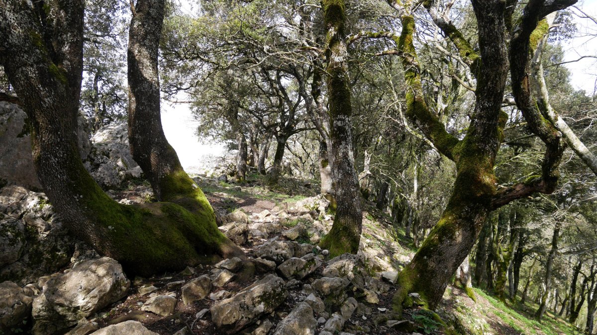 Tontorraren inguruak