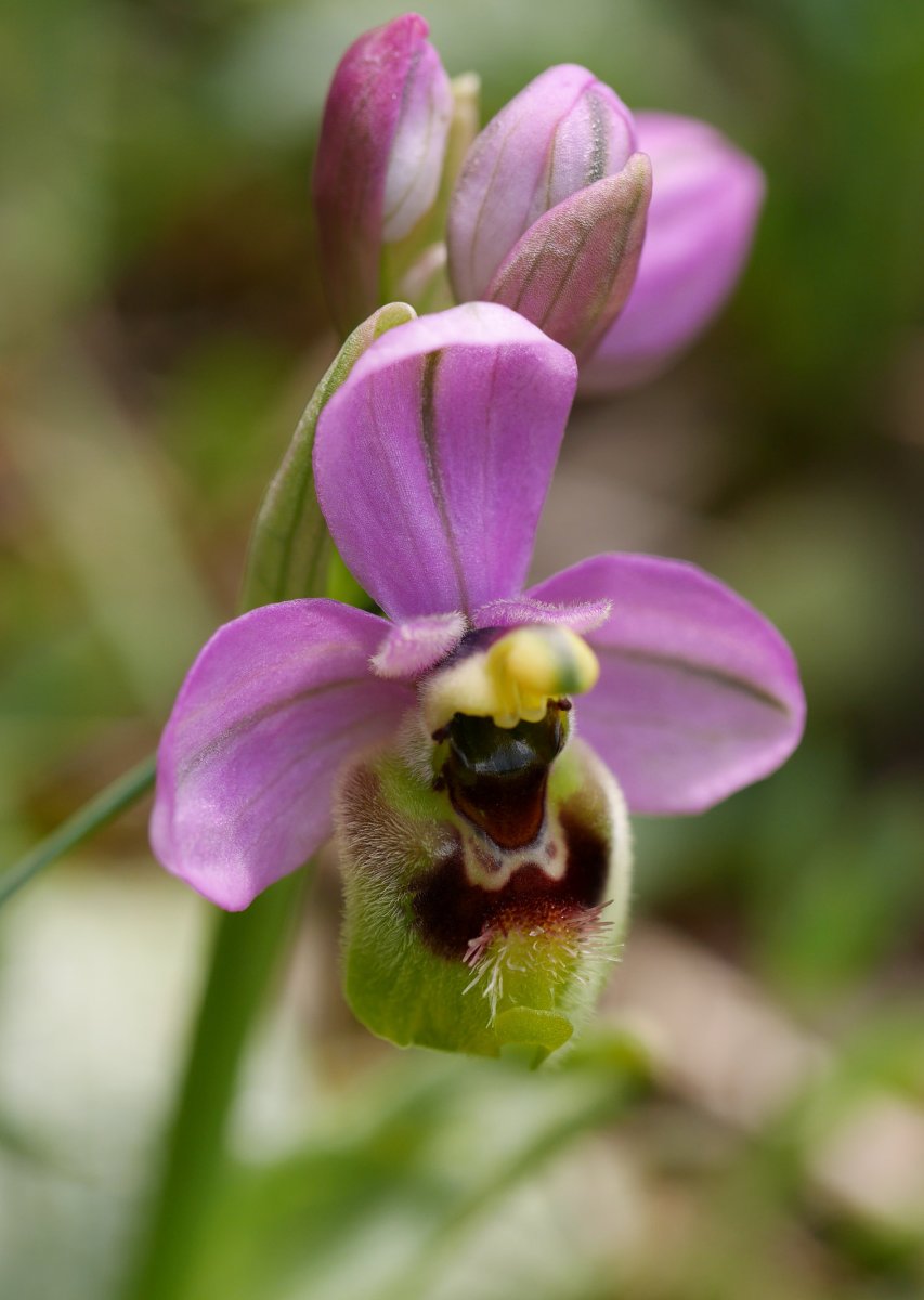 Orkidea, Irurtzundik gertu