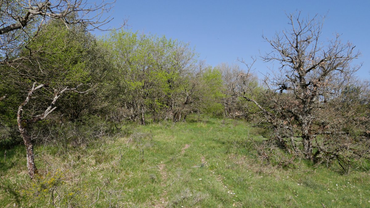 Ollarnagusiko bizkarrean gora