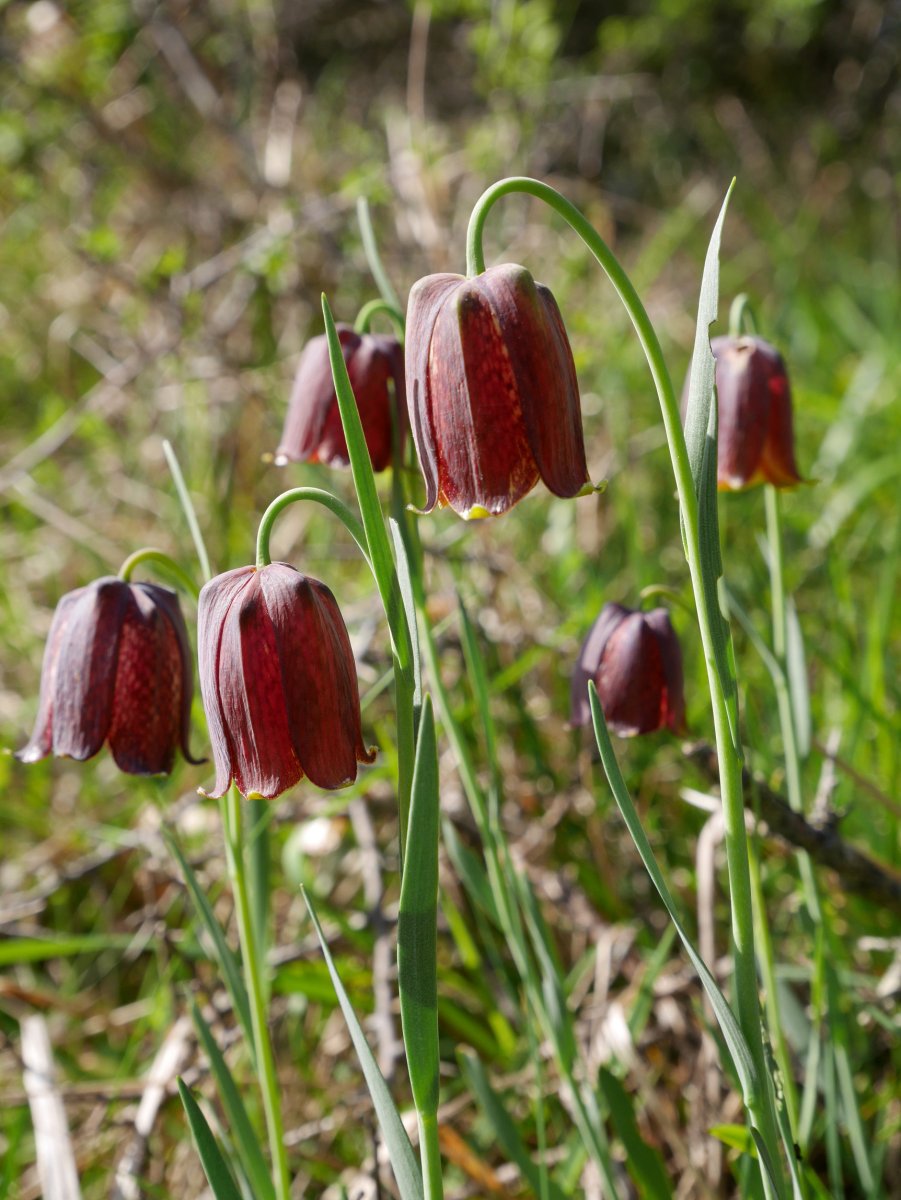 Fritillaria nigra, Ollarnagusiren Ekialdeko bizkarrean