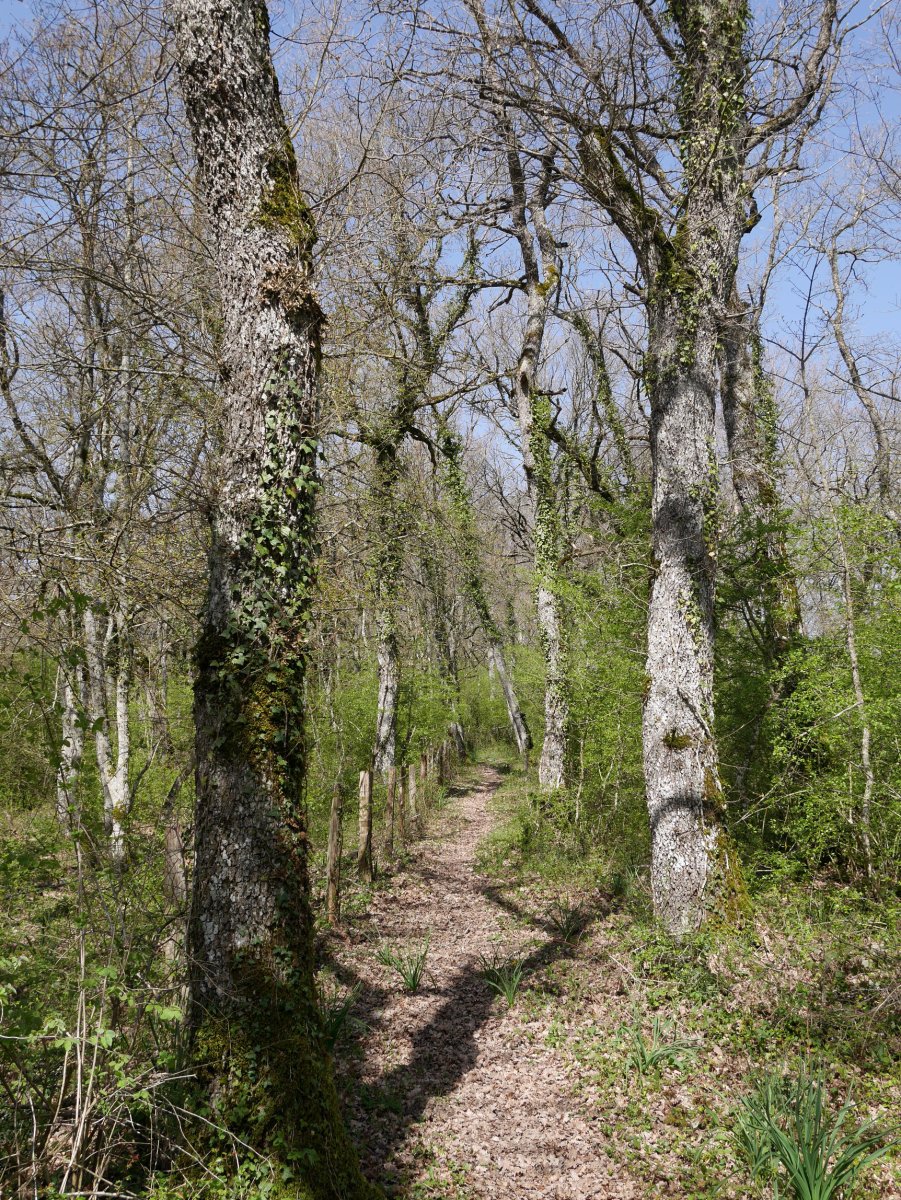 Lezeadeneatik Mendebaldera jarraitzen duen bidezidorra, hesiaren aldamenetik oraindik