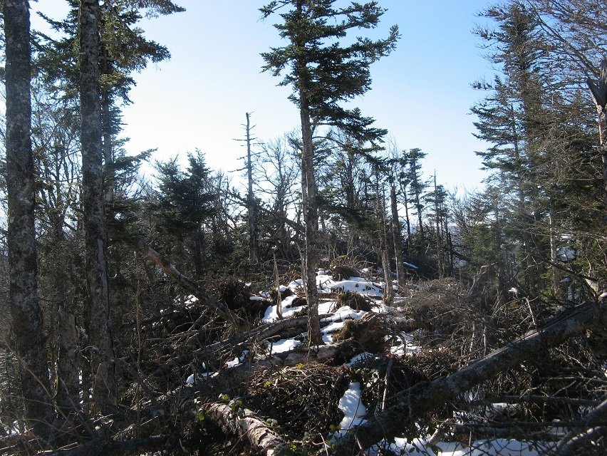 Arbuti/ Arbotiko Phünta: tontorra