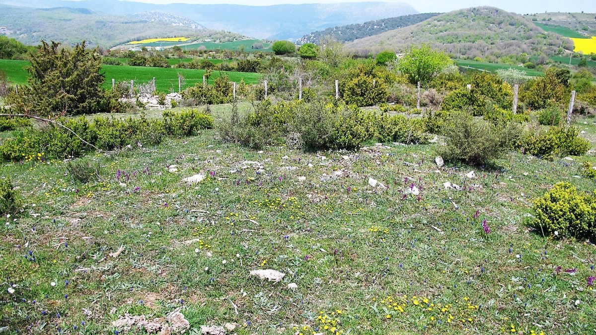 Magdalena tumulua, Aizpun-Goli