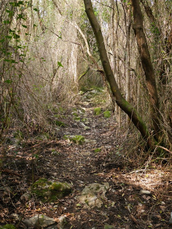 Maruara igotzen den bidezidorra