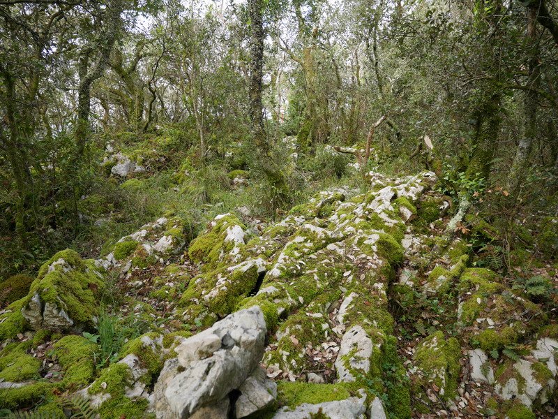 Maruako tontorrera iristen