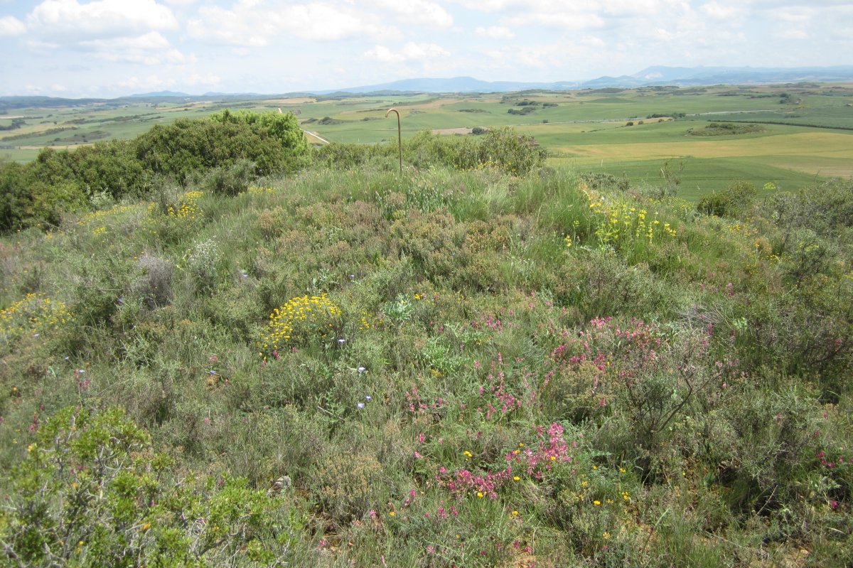 Túmulo Kortabairrieta (Junio 2018)