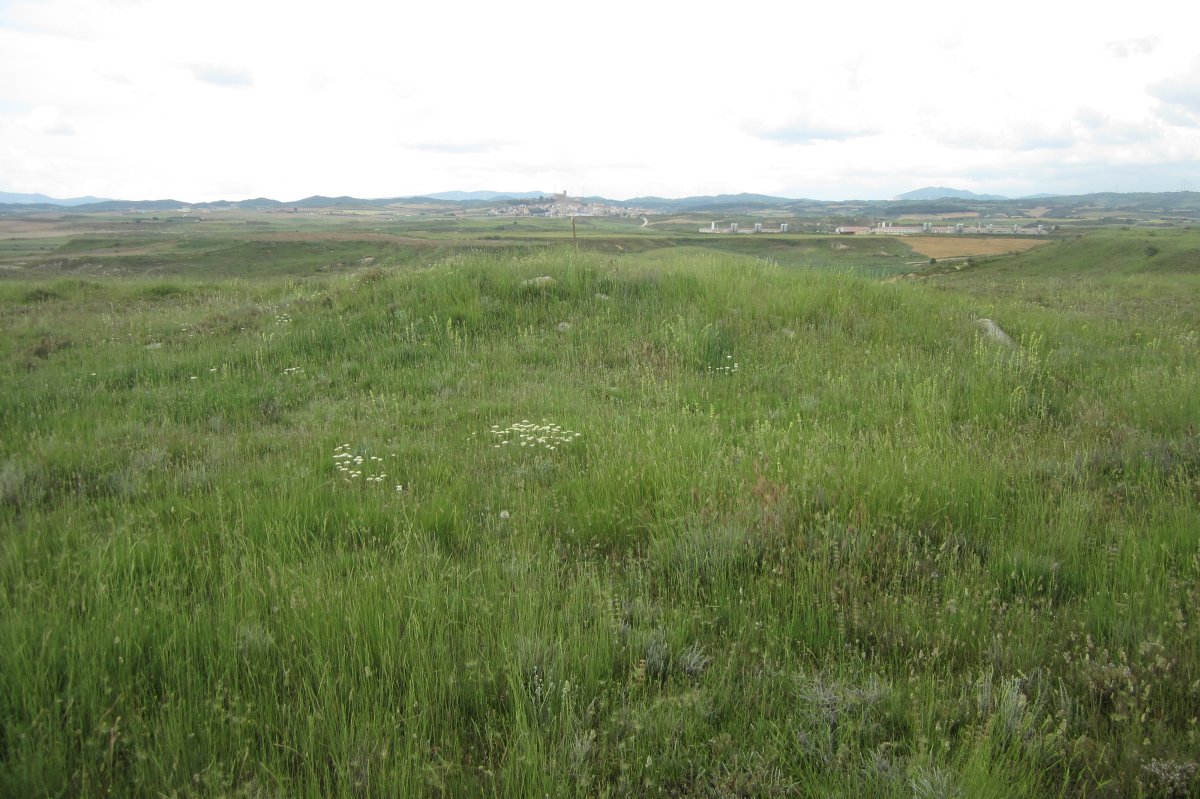 Túmulo Genzelaia 4  (Junio 2018)