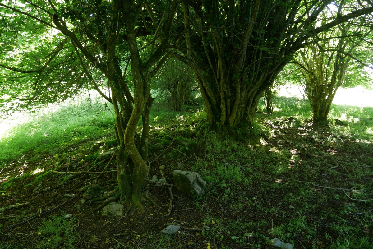 Atume eremu tumularra 3