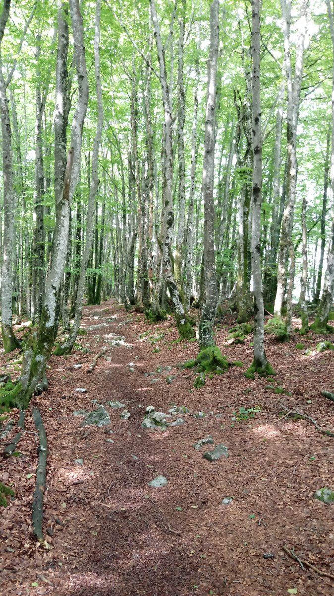 Santikurtz (1111m) eta Orixol (1131m) arteko bideska pagadian