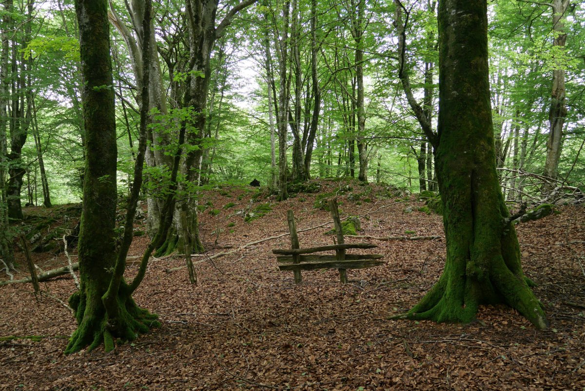 Harpausoa, Mergeluko IMko bizkarrean