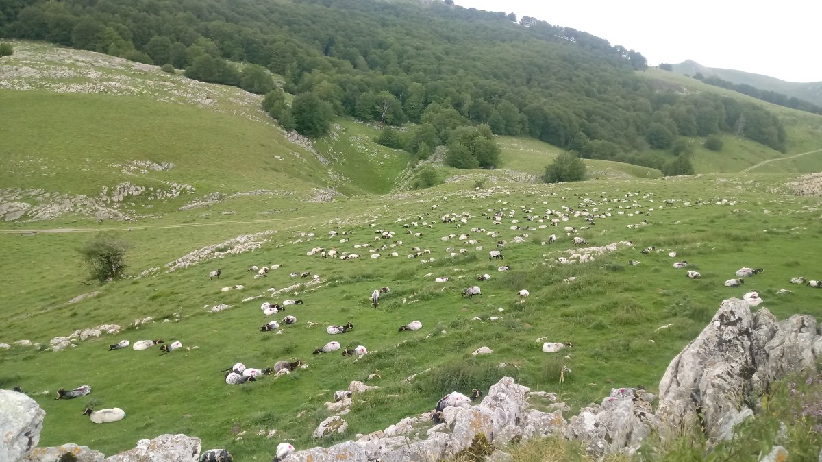 Leizehaundia, artaldea lepoan