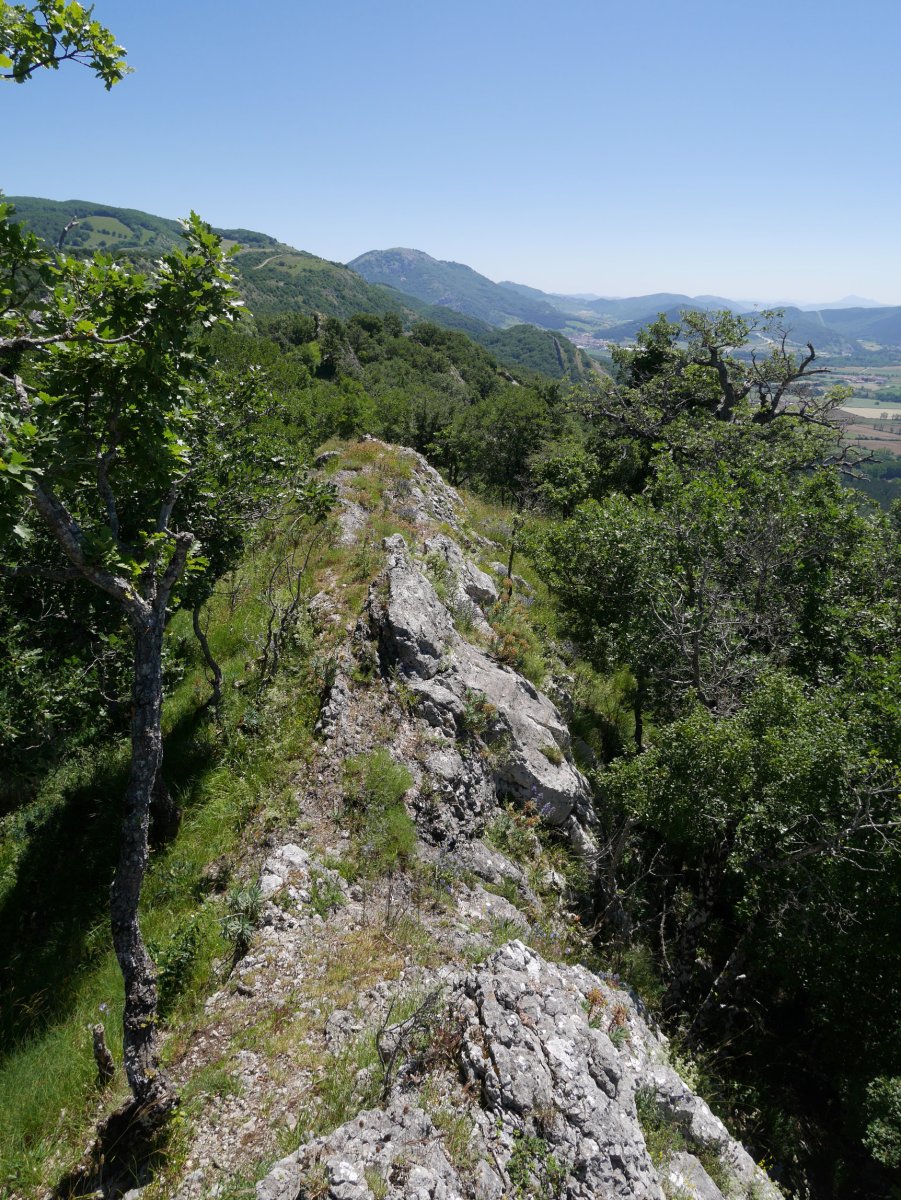 Aritzabaleko Eko gandorra