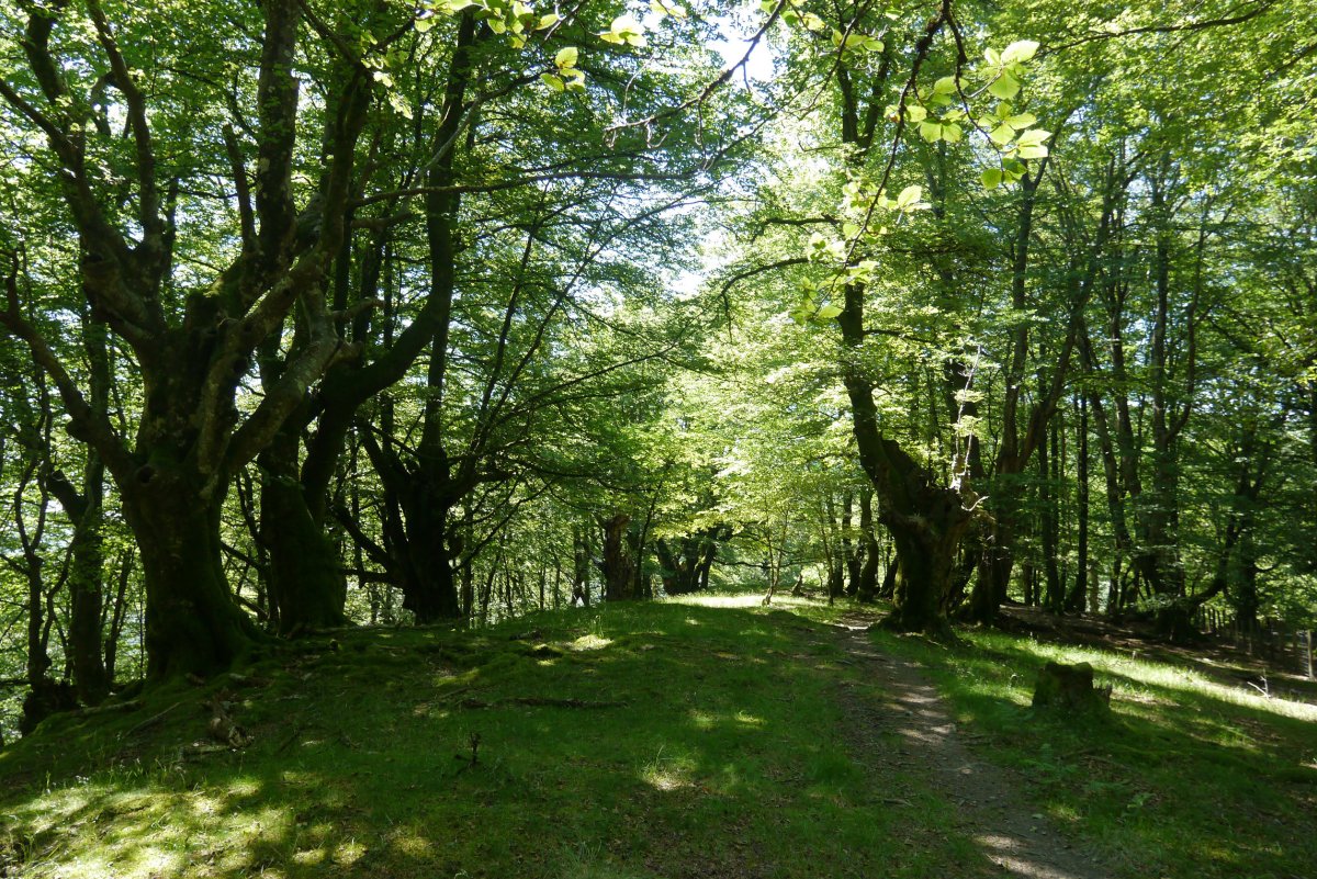 Axuste eta Guratz arteko bideko pasartea