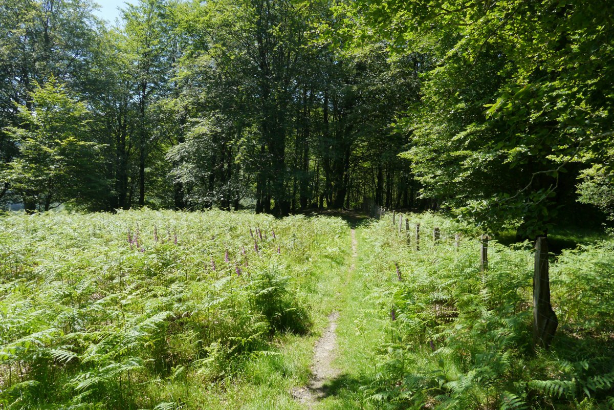 Axuste eta Guratz arteko bideko pasartea