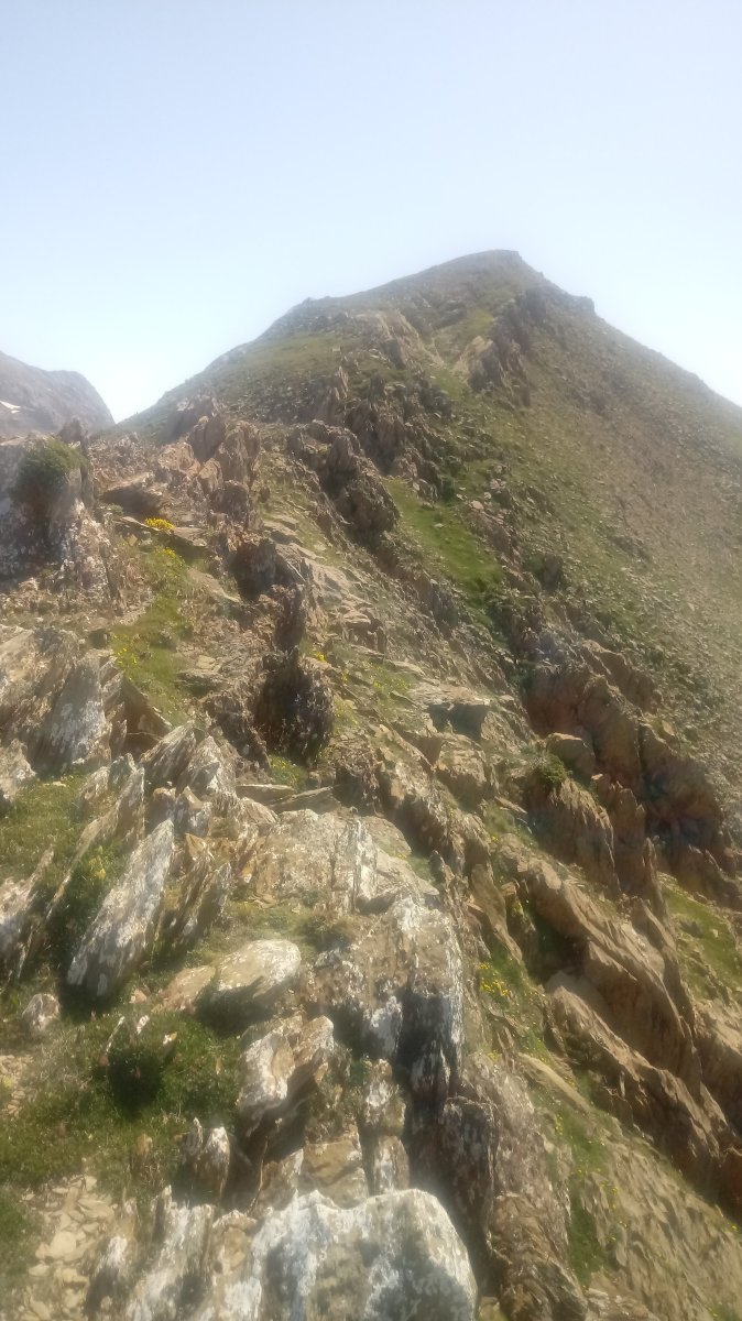 Anelarra M. gandorra