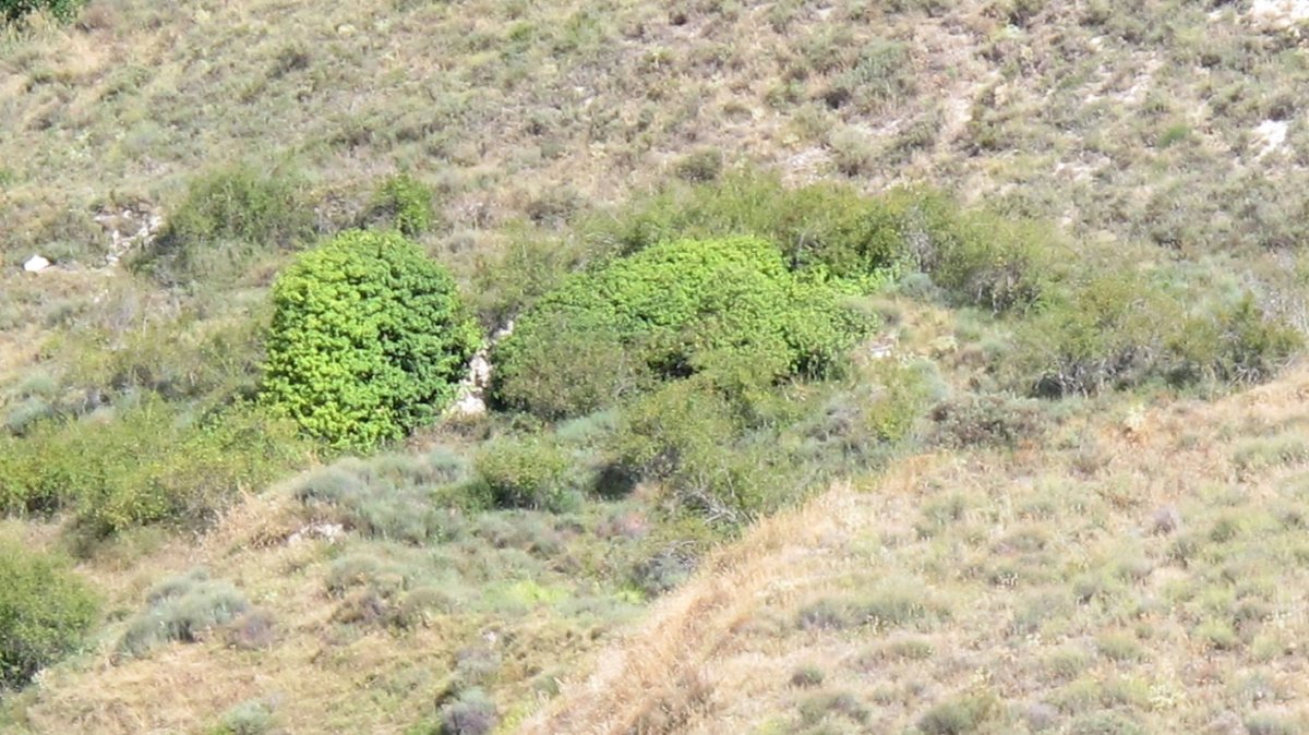 Santa Luzia ermitaren hondakinak, Bargota