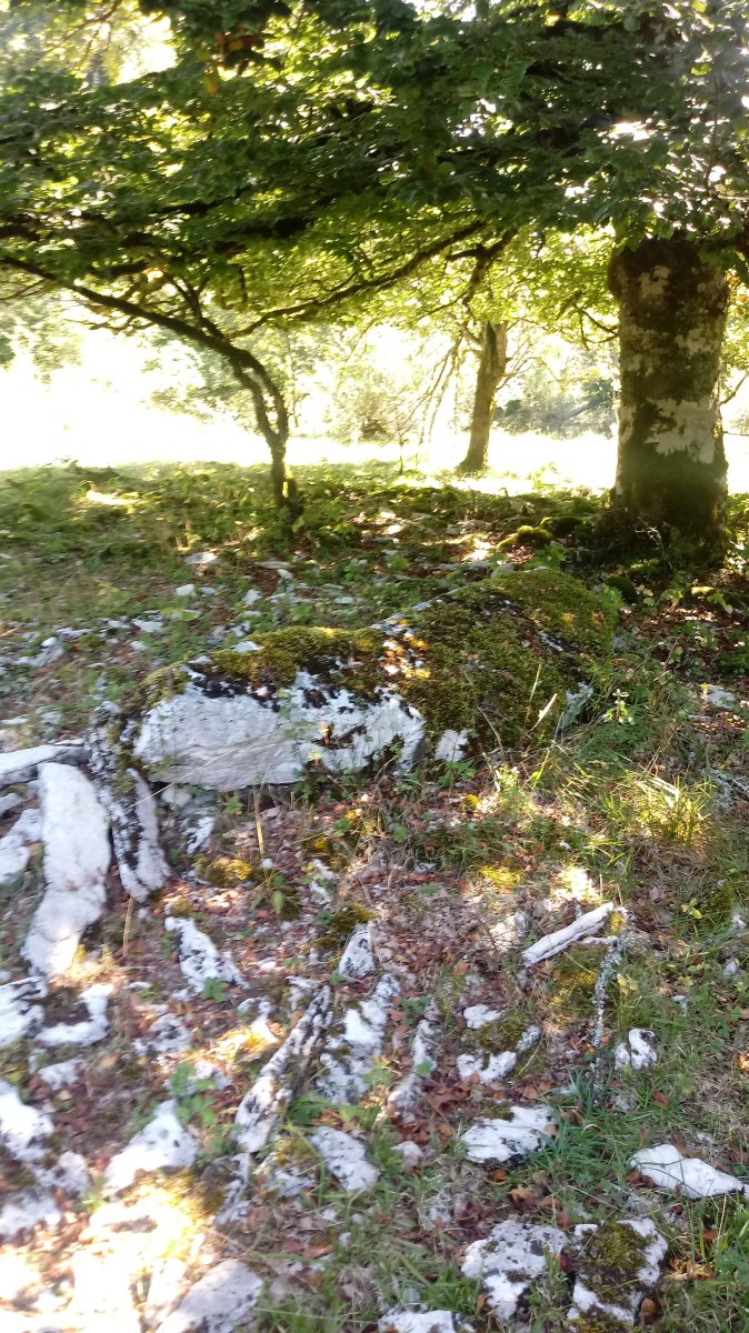 Armorkora zutarria 5