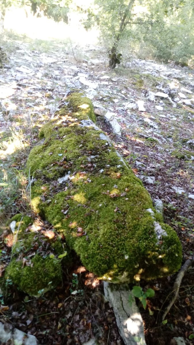 Armorkora zutarria 3