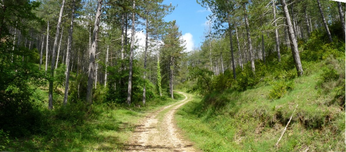 Basoetan barreneko bidea