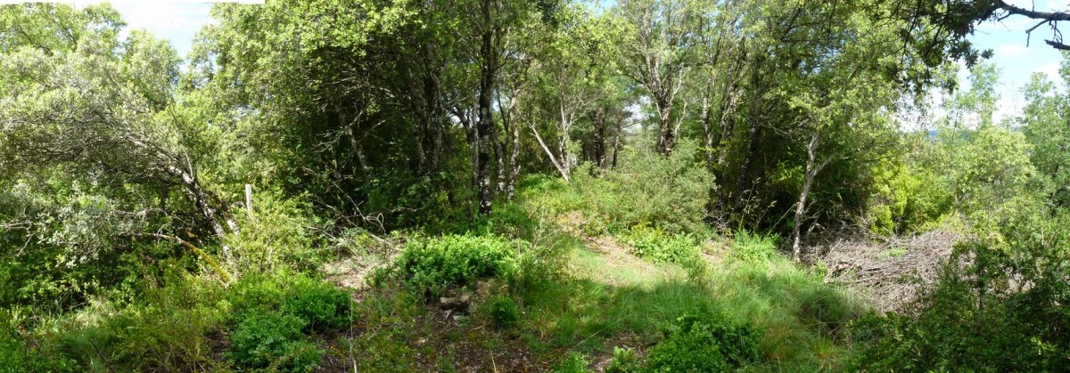 Roblar mendiko gailurra