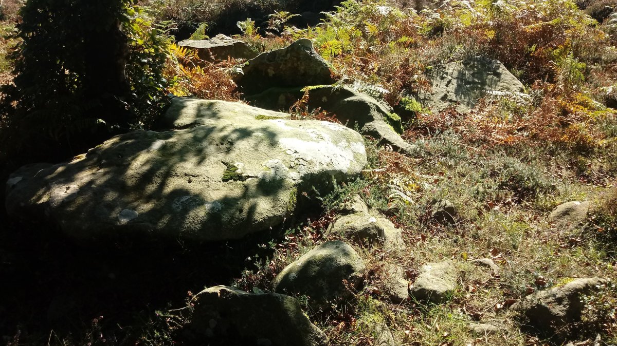 Harria trikuharria 3