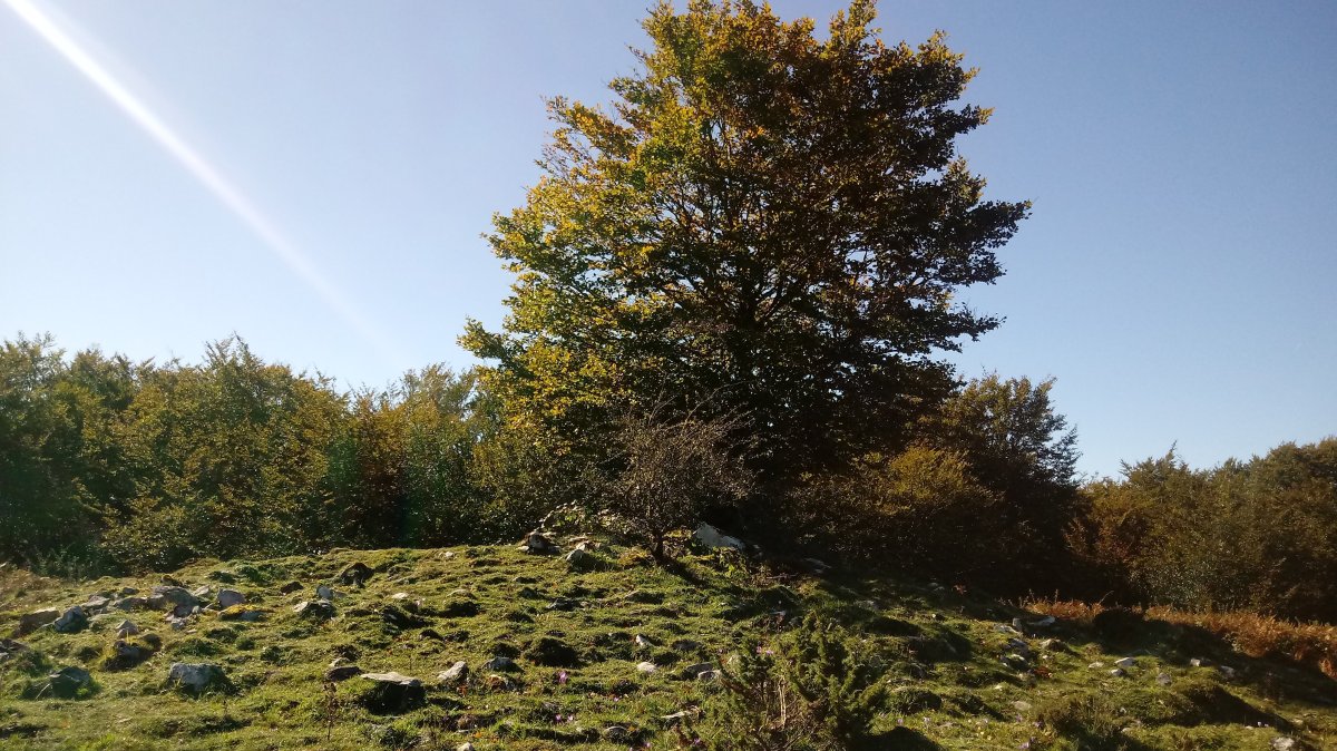 Agorritz trikuharria (2018)