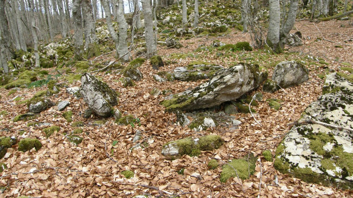 Elkorra trikuharria, Beruete-Basaburua