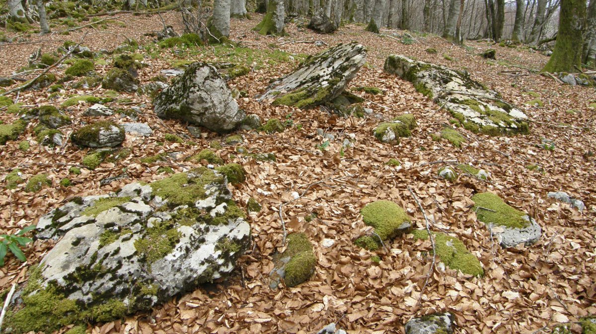 Elkorra trikuharria, Beruete-Basaburua