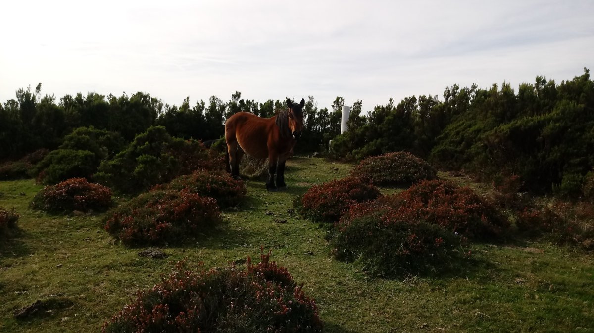 Nafarkorta (1016m) tontorra eta erpin geodesikoa