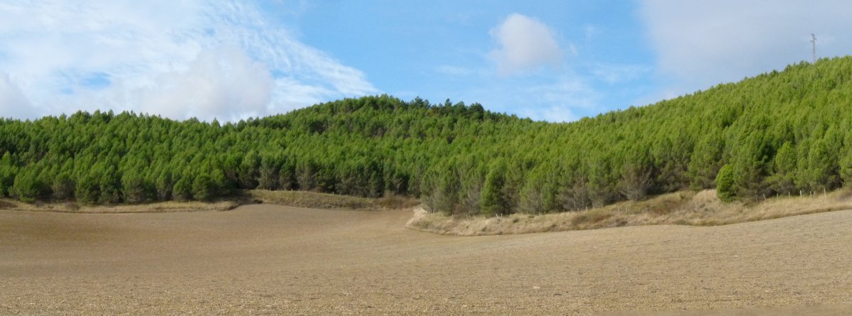 Santo Domingoko pinudiak