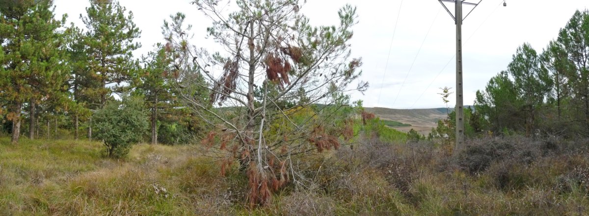 Gailurra, suteen kontrako erretenak zeharkatuta