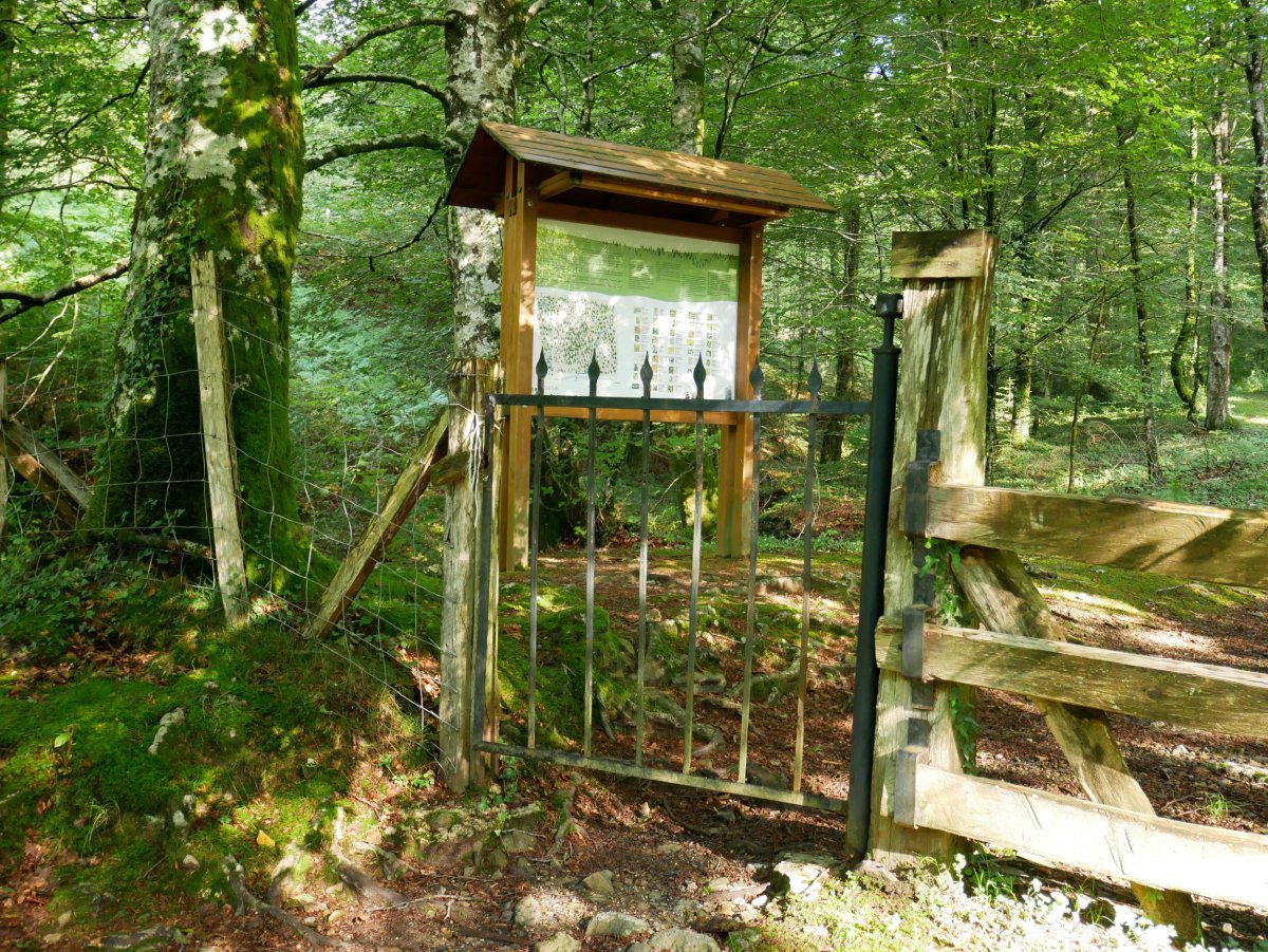 Leitzalarreako izeiak, sarrera.