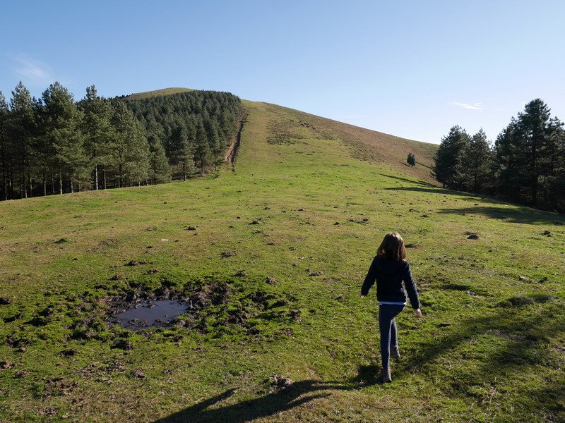 Mendebaldeko hegal belartsua