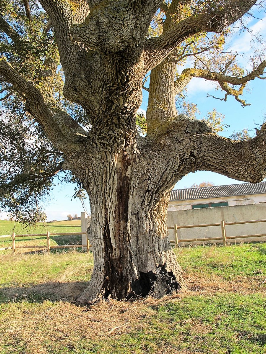 Garinoaingo erkametza, Garinoain
