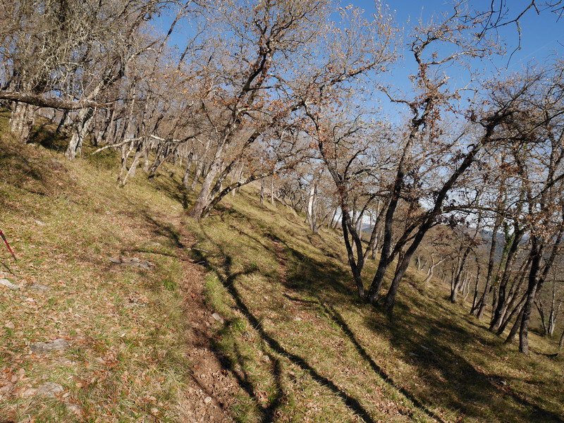 Ekialdeko ertzeko bidezidorra