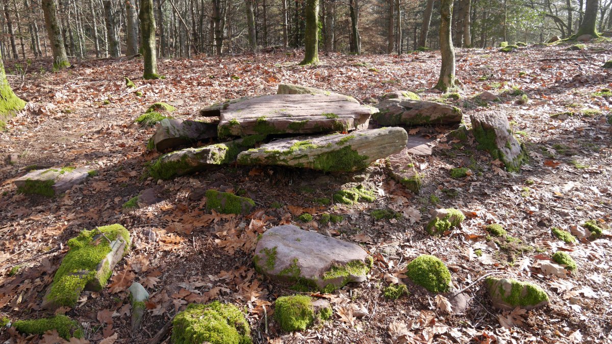 Bistarri trikuharria