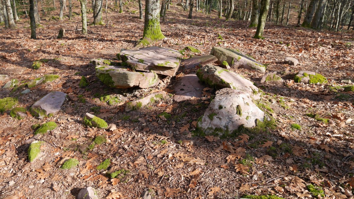 Bistarri trikuharria