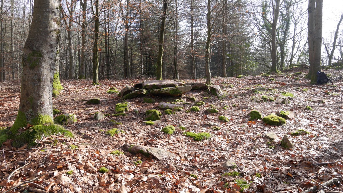 Bistarri trikuharria