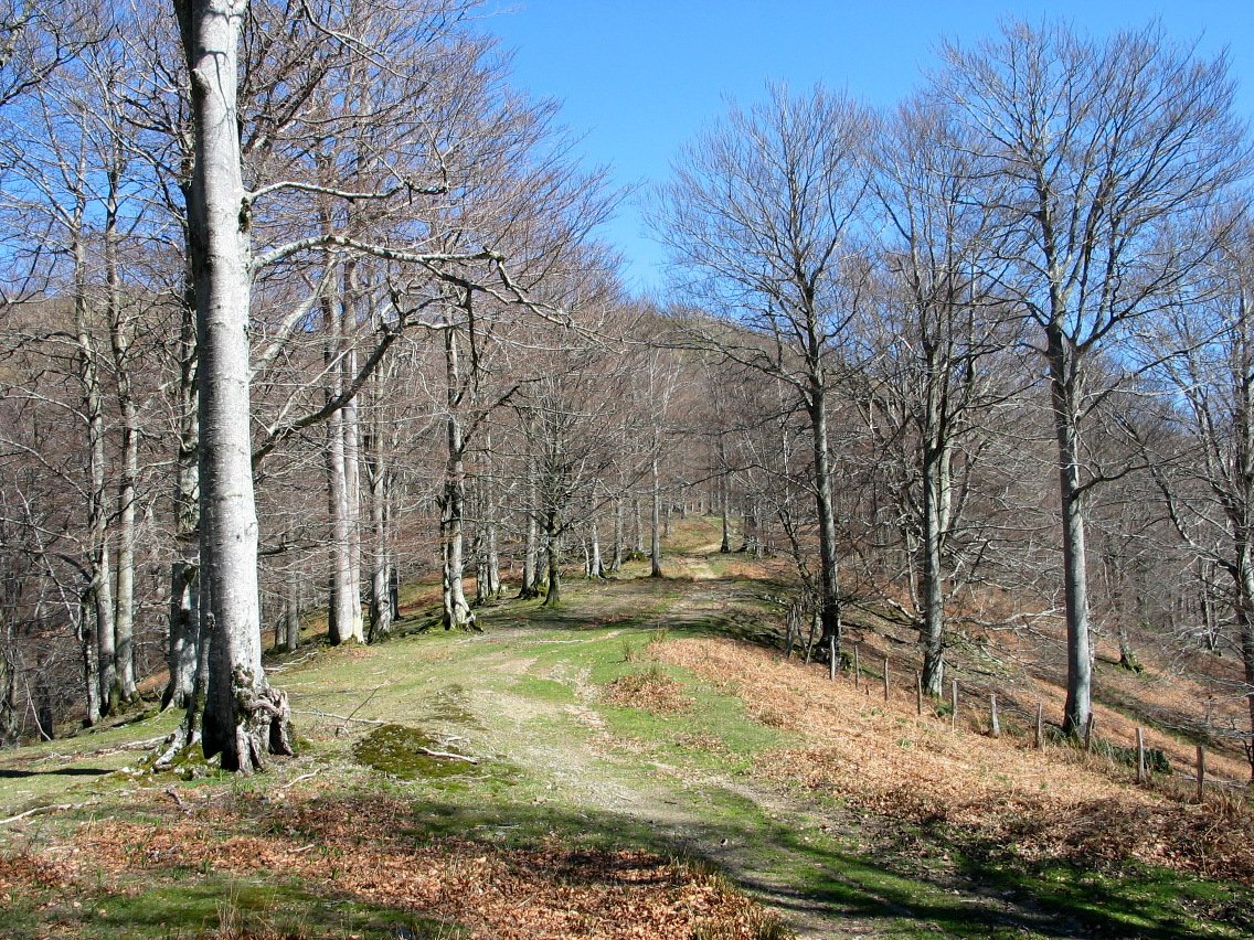 Leitzalarrea aldeko bizkarreko bidea