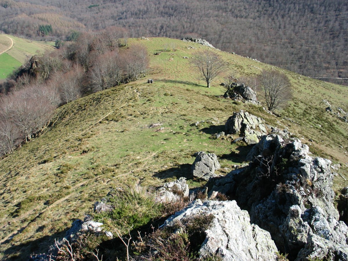 Leitzalarrea aldeko hegala